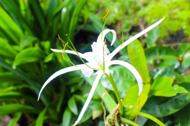 Asya Çin Hainan Sanya