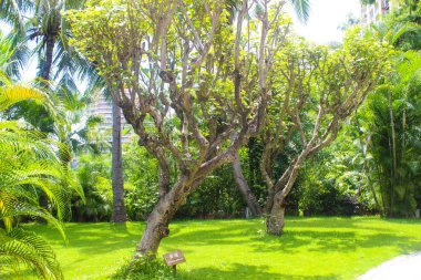 Asya Çin Hainan Sanya