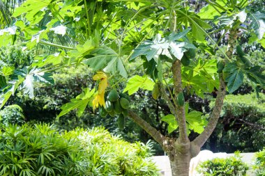 Asya Çin Hainan Sanya