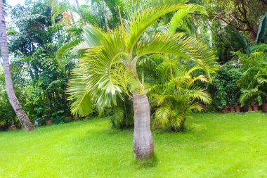 Asya Çin Hainan Sanya