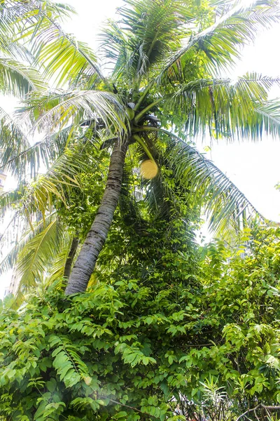 Vysoké Zelené Kokosové Palmy — Stock fotografie
