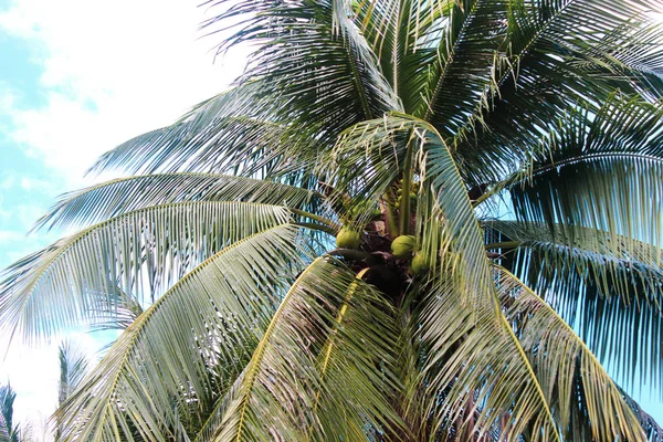 Asie Čína Hainan Sanya — Stock fotografie