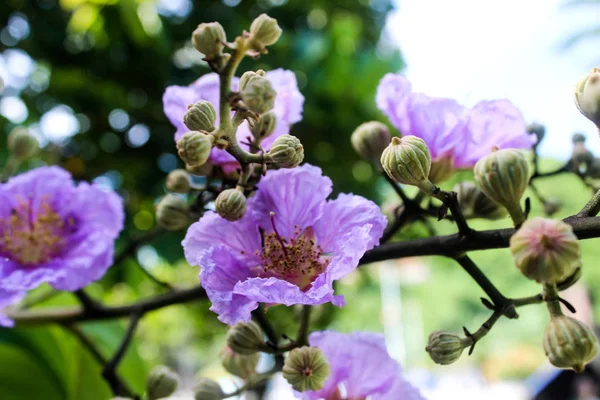 Çin Hainan Sanya Dadonghai — Stok fotoğraf