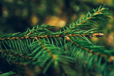 Yeşil iğne çam dalı