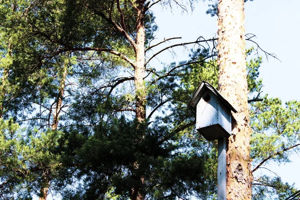 Dům Pro Ptáky Stromě — Stock fotografie