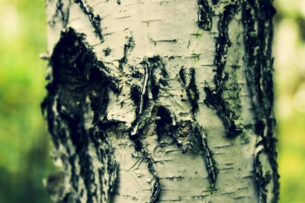 Een Fragment Van Romp Van Een Bladverliezende Boom — Stockfoto