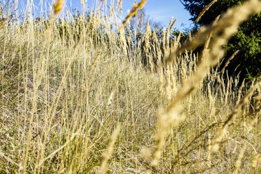 Sonbahar alanında kuru ot