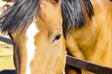 Güzel bir kırmızı at Başkanı