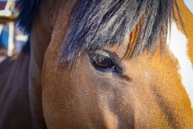 Güzel bir kırmızı at Başkanı