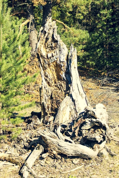 Alter Morscher Trockener Baumstumpf — Stockfoto