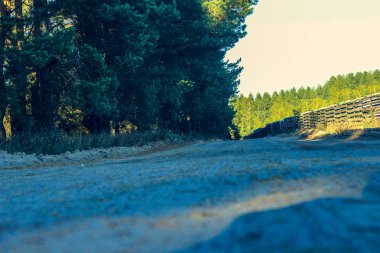 Sonbahar Orman kenarı boyunca uzanan yol