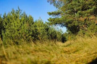 Güzel sonbahar orman kenarı