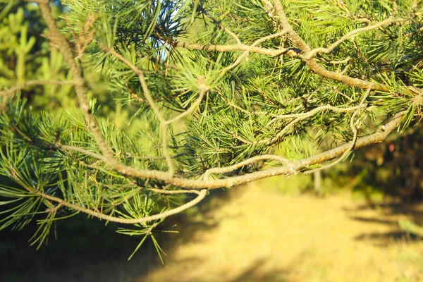 Zielone Igły Pine Oddział — Zdjęcie stockowe