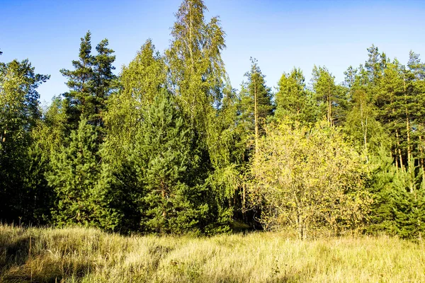 Güzel sonbahar orman kenarı