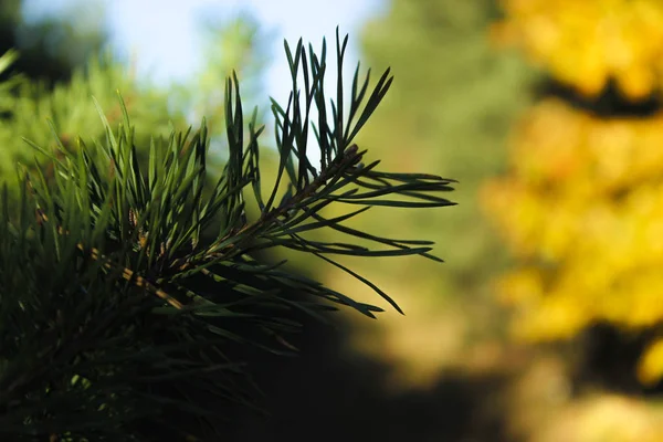 Zielone Igły Pine Oddział — Zdjęcie stockowe
