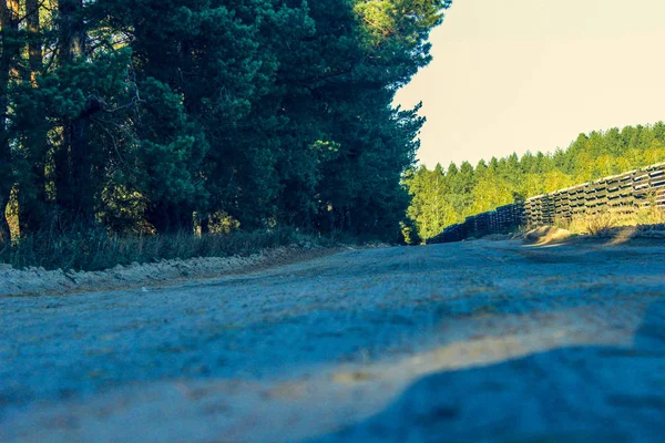 Sonbahar Orman kenarı boyunca uzanan yol