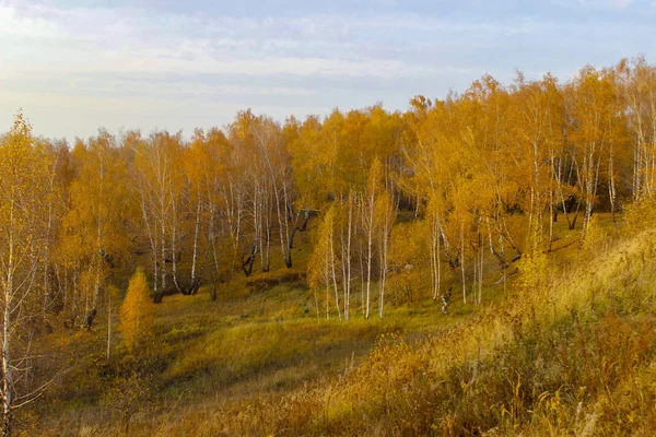 Белая Береза Желтыми Листьями — стоковое фото