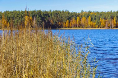 Mavi göl sonbahar ormandaki orman