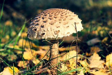 Sonbahar güzel orman yenilebilir mantar ormandaki bir açıklıkta