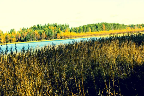 Forest Blue Lake Autumn Forest — Stock Photo, Image