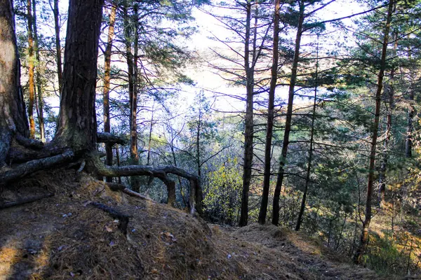 Green Pine Trees Autumn Forest — Stock Photo, Image