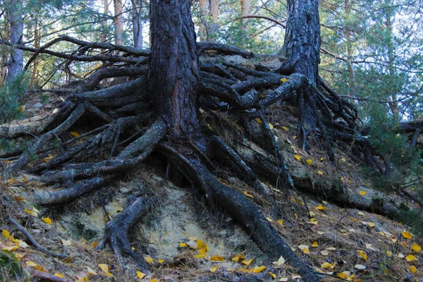 秋の森の緑の松の木 — ストック写真