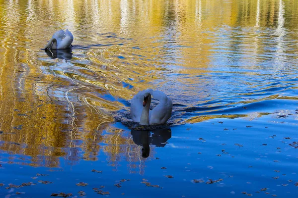 秋季池塘白天鹅 — 图库照片
