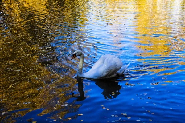 White Swan Herfst Vijver — Stockfoto