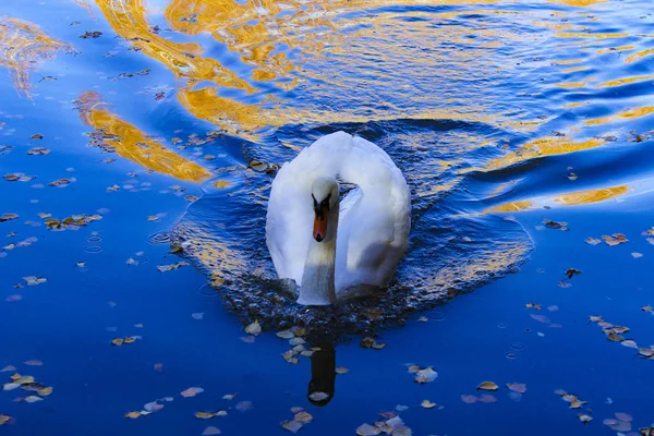 Белый Лебедь Осеннем Пруду — стоковое фото