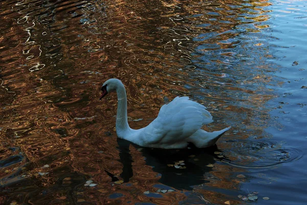 秋季池塘白天鹅 — 图库照片