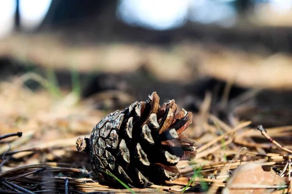 Pine Cone Autumn Forest — Stock Photo, Image