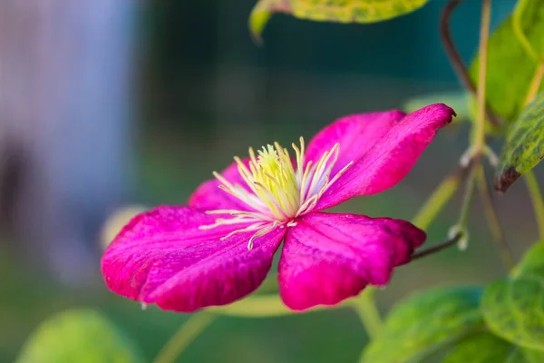 Рожева Квітка Клумбі — стокове фото