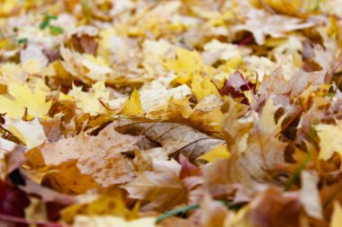 Bir su birikintisine sarı sonbahar huş ağacı yaprakları