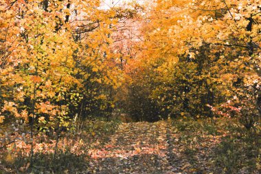 Beyaz ağaç sonbahar pitoresk orman içinde sarı yaprakları ile