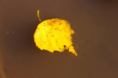 Bir su birikintisine sarı sonbahar huş ağacı yaprakları