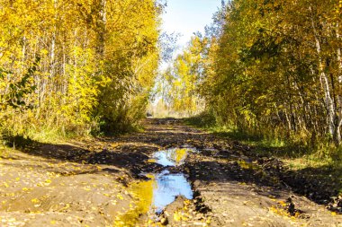 Toprak yol ile Sonbahar Ormanı