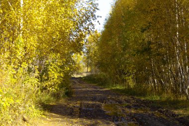 Toprak yol ile Sonbahar Ormanı