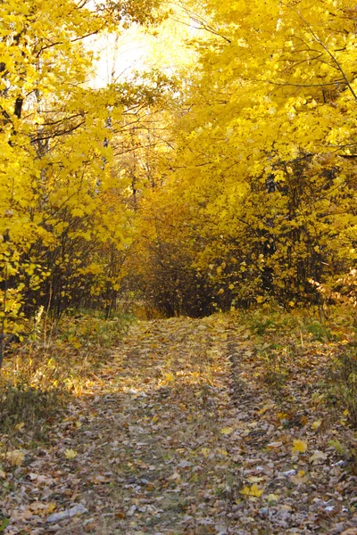 Vidoeiros Brancos Com Folhas Amarelas Pitoresca Floresta Outono — Fotografia de Stock