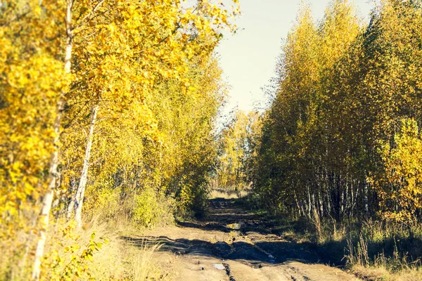 Грязная Дорога Через Осенний Лес — стоковое фото