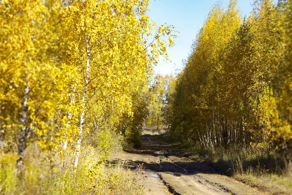 Грязная Дорога Через Осенний Лес — стоковое фото