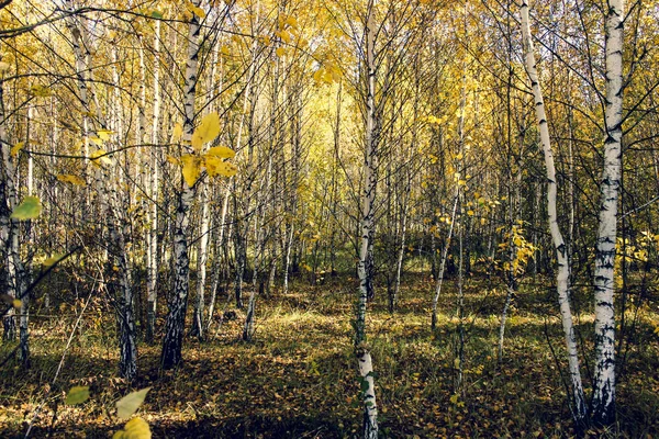 Weiße Birken Mit Gelben Blättern Herbstlichen Malerischen Wald — Stockfoto