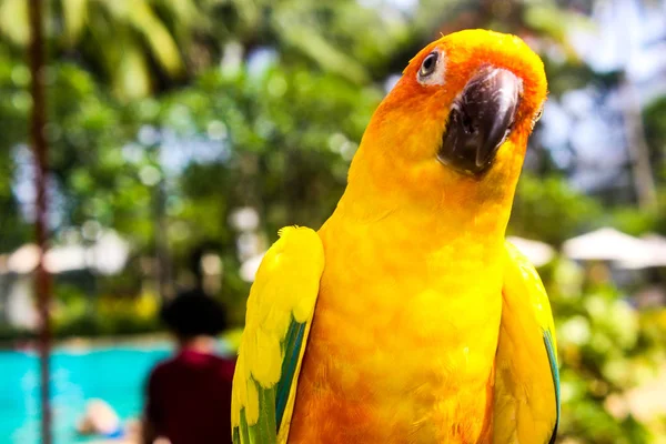 Animale Nel Parco Asiatico — Foto Stock