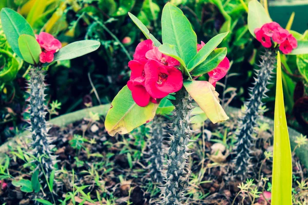 Bloem Aziatische Tuin — Stockfoto