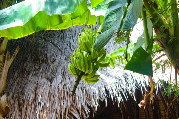 Forêt Tropicale Sur Île — Photo