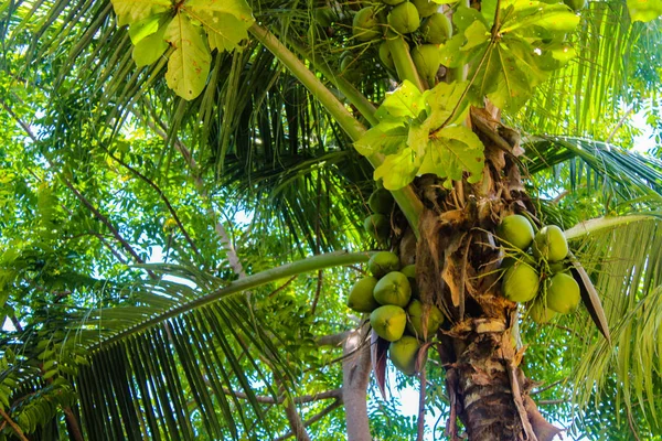 Forêt Tropicale Sur Île — Photo