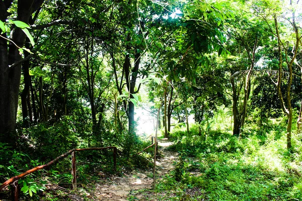 Foresta Pluviale Sull Isola — Foto Stock