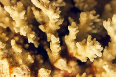 Arka plan bir kuru mercan olduğunu