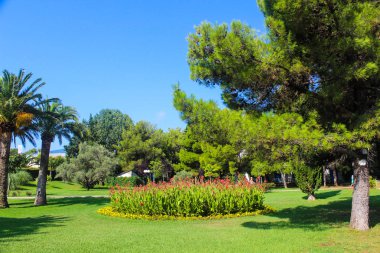 Herdem yeşil palmiye ağaçları tatil beldesi tropikal bir güzel parkta