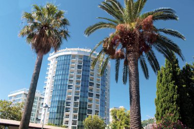 Herdem yeşil palmiye ağaçları tatil beldesi tropikal bir güzel parkta