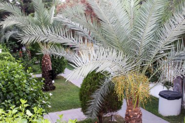 Parkta yeşil palmiye ağacı
